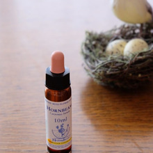 ホーンビームのバッチフラワーエッセンスで、夏休みの宿題もやる気に!?