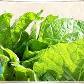 「おかのり」ってどんな野菜なの?