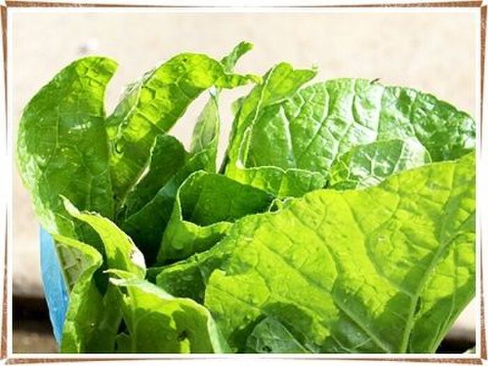 「おかのり」ってどんな野菜なの?