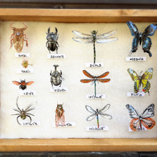 写して描いて!プラ板で虫ピン標本箱の作り方!