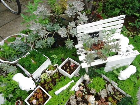 セリア100均スノコを簡単リメイクで地植え多肉ガーデン完成!