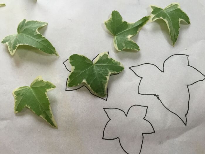 本物の葉っぱを写して型紙を作る