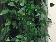 100均で作る緑のカーテン