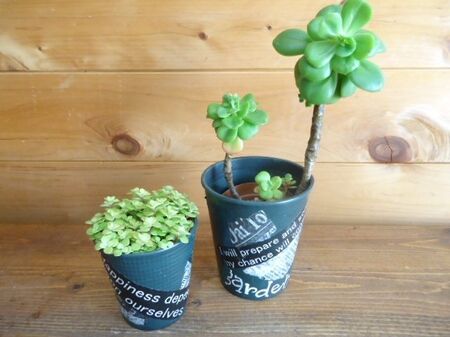 男前風にデコパージュ!多肉植物の鉢カバ-