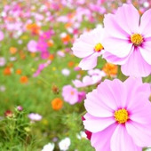 【9月の肌占い】お肌のタイプと血液型から占います!