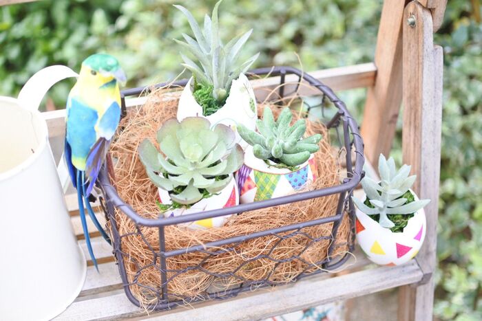 100均フェイク多肉をお部屋に飾れる♪鳥の巣風アレンジ