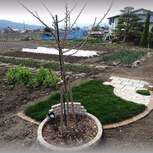 外構DIY☆殺風景なお庭にグリーンを!種まきからの芝庭!