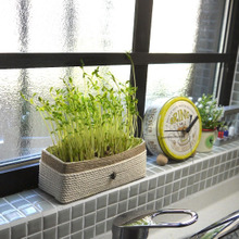 簡単便利♡セリア雑貨と牛乳パックでキッチン栽培トレイ