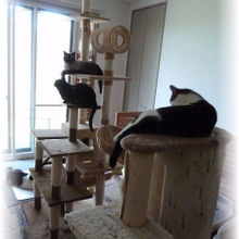 DIYで快適!ネコちゃんのお部屋リフォーム術