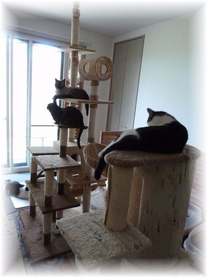 DIYで快適!ネコちゃんのお部屋リフォーム術