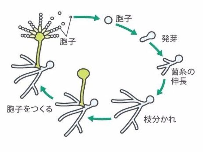 カビはどうやって増えるの?