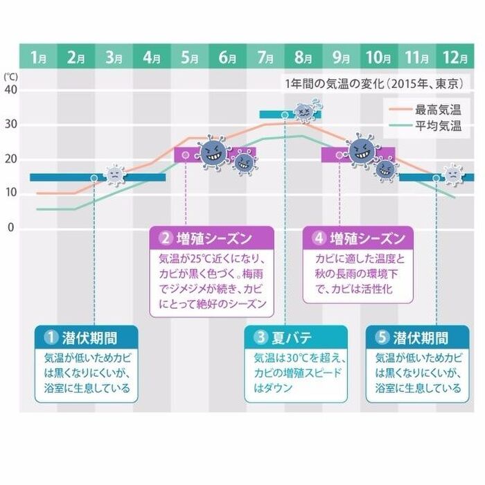 カビは一年中生えるって本当!?