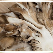 免疫力を高める「まいたけ」の効果とは!?