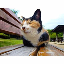 ネコにも県民性がある?日本横断☆ネコの地域差を調べてみた♪