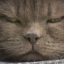 飼い主の知らない猫あるある☆ネコのあの行動、まさかの勘違いかも?