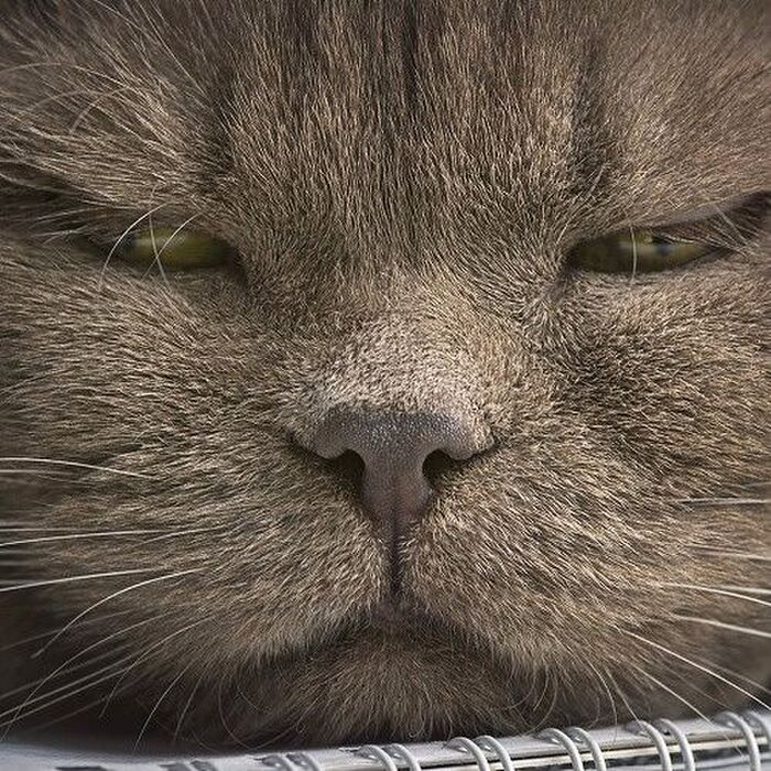 飼い主の知らない猫あるある☆ネコのあの行動、まさかの勘違いかも?
