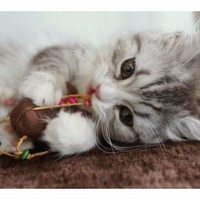 もう遊ばないの?(泣)猫がおもちゃに飽きてしまった時の対策はコレ!