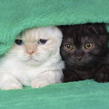 これをしてたら要注意!猫が愛情不足の時にする3つの行動