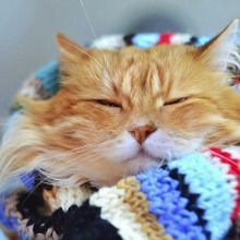 実はこんなにあるんです!幸せを呼ぶといわれる『幸福猫』の柄や特徴