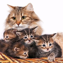 猫の性格は◯◯で決まる?!猫の性格が決まるまで