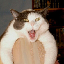 【ウソ?ホント?】猫は鈴の音で◯◯になる?!猫にまつわる都市伝説