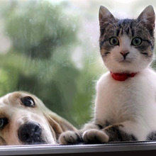 猫のトイレの臭いは○○で解決!ペットの臭いをスッキリさせる対策法