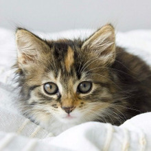 猫を飼うと運気が良くなる?猫が人にもたらすハッピーな出来事とは