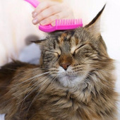 猫の抜け毛がついた洋服(泣)洗濯する時はこの一手間で抜け毛を予防!
