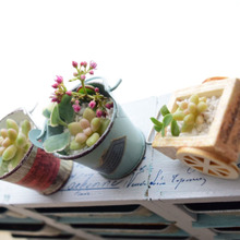 多肉植物のお引越し