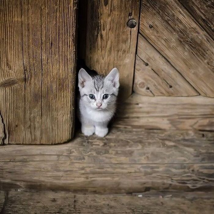 猫の玄関の出迎えは愛ではなかった?お出迎えの仕方で分る猫の気持ち
