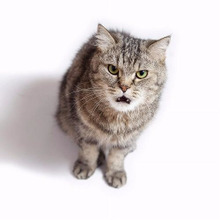 『怒ってるんだからね!』猫のご機嫌ななめの3つのサイン