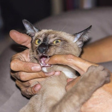 愛猫の噛み癖をなんとかしたい!猫の噛み癖を止めさせる2つの方法☆