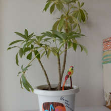 プレゼントにぴったり!デコパージュ鉢にメッセージを♪