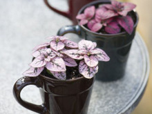 特集 ステキなアイデアを暮らしニスタ編集部でまとめさせて頂きました。