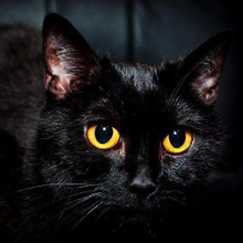 【猫の能力】ネコは死を予見できる?実は怖すぎる猫の能力とは