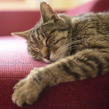 猫の昼寝の場所で分る?愛猫とあなたの信頼関係チェックリスト