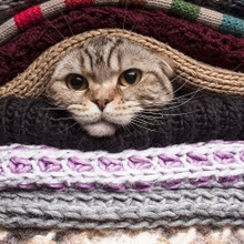 完全室内飼いのネコほどストレスが少ない?猫に外出は必要ないかも…