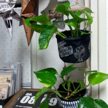 100均のファブリックケースをデコ!吊って楽しむグリーンポットをDIY