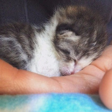 あなたは猫にどれくらい愛されてる?猫からの愛され度チェック診断