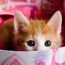 猫が飼い主に(多分)言いたい「これは好きだけどこれは嫌い」ニャこと