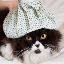 症状が出る前に見つけたい!猫が具合が悪い時の3つのサイン