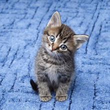 【猫の言葉】ニャンて言ってるの?初歩的な猫語を覚えておこう!