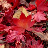 【11月の肌占い】お肌のタイプと血液型から占います!