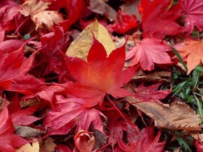 【11月の肌占い】お肌のタイプと血液型から占います!