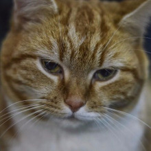 【猫の嫉妬】実は犬の2倍以上かも?猫の嫉妬がとても激しい理由とは