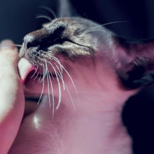 【猫の不思議】猫が喜ぶ行為は○○○だけ!シンプルだけど凄い健康効果