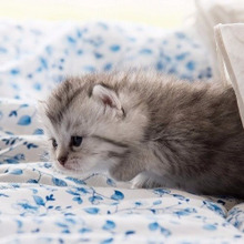 猫のメンタルは意外と弱い?猫を飼っているときに注意したい3つの事