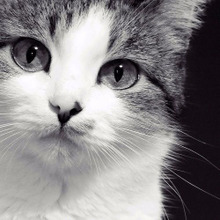 猫の心の『助けて』に気がついて!『うつ病』の猫が発するサイン