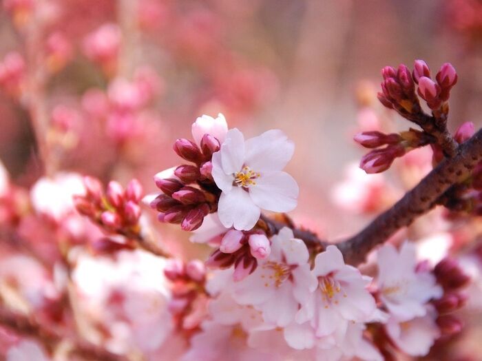 「ハローキティ桜小町」