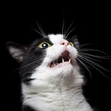 貴方はコレしてない!?飼い主さんがやってしまいがちな猫のダメな叱り方